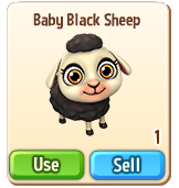Baby-Black-Sheep